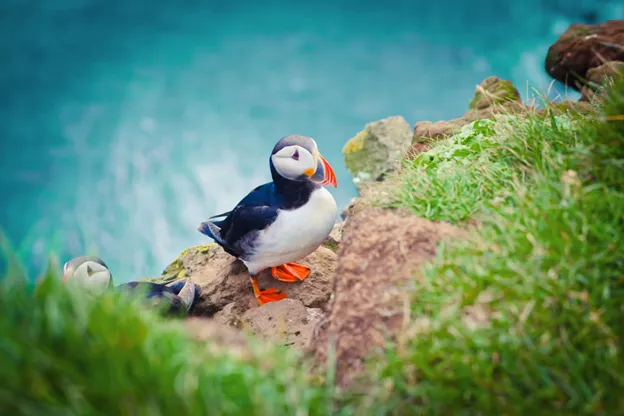 Puffins